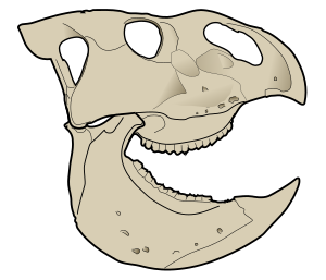 Udanoceratops skull reconstruction