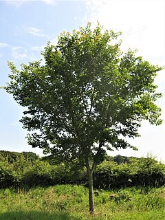 <i>Ulmus</i> Morton Glossy = <span class="trade_designation" style="font-variant:small-caps; margin-left: 0.05em;">Triumph</span> Elm cultivar