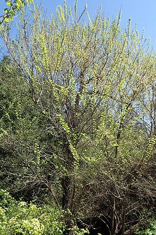 <i>Ulmus minor <span style="font-style:normal;">subsp.</span> canescens</i> Subspecies of tree
