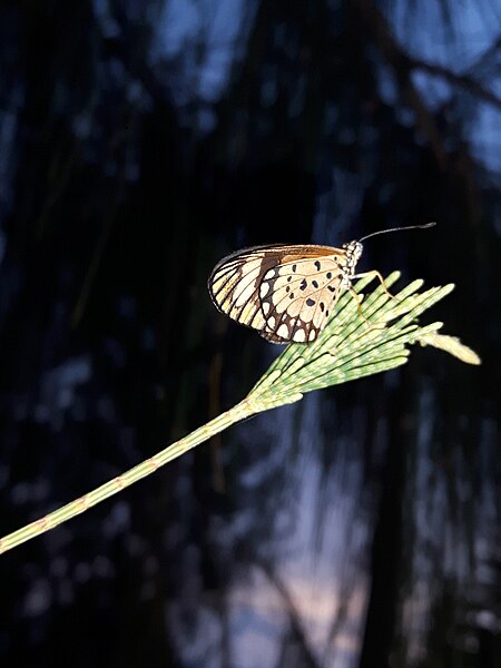 File:Unidentified Lepidoptera 20170702.jpg