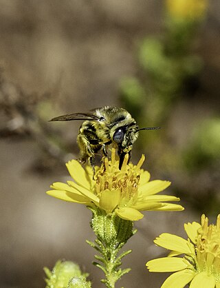 <i>Anthophora urbana</i> Species of bee