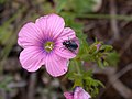 Miniatura para Linum pubescens