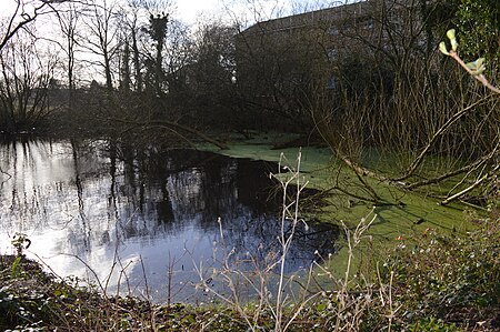 Uxbridge College Pond 2