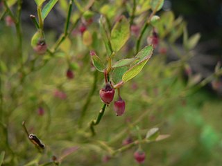 <i>Vaccinium scoparium</i> Berry and plant