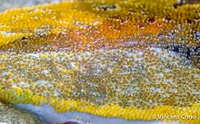 Close-up of eggs mass in the various developmental stages. The clear orange eggs are likely recently laid, while those with eyes were laid earlier Variable Sabretooth Blenny Brood.jpg