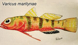 <span class="mw-page-title-main">Orangebelly goby</span> Species of fish