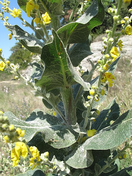 File:Verbascum pulverulentum leaf (07).jpg