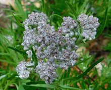 Vernonia capensis Vernonia capensis.jpg