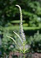 Veronicastrum virginicum (Plantaginaceae) Culver's root