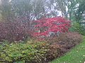Vibrant Autumn Colours - panoramio.jpg