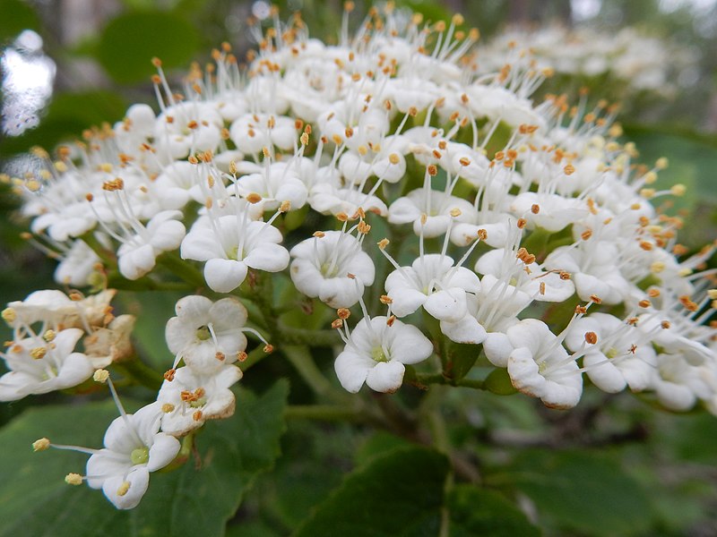 File:Viburnum lantana (26997889050).jpg