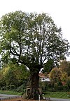 Old Lime Tree of Argoules 4.jpg