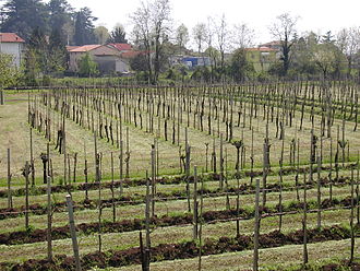 A vineyard in Breganze where Marzemina bianca is still grown. Vigna a Breganze.JPG
