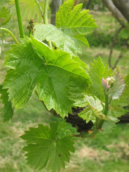 File:Vine Leaves and Flower Buds in Hale Valley Vineyard - geograph.org.uk - 1320335.jpg