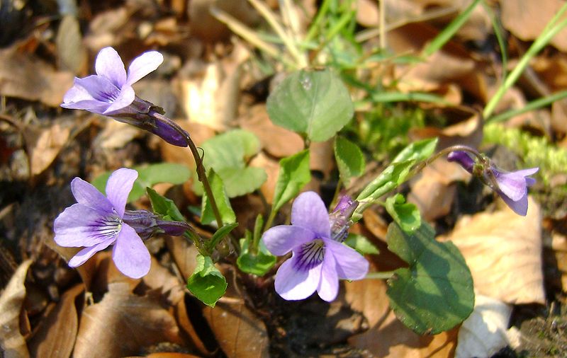 File:Viola reichenbachiana kz2.jpg