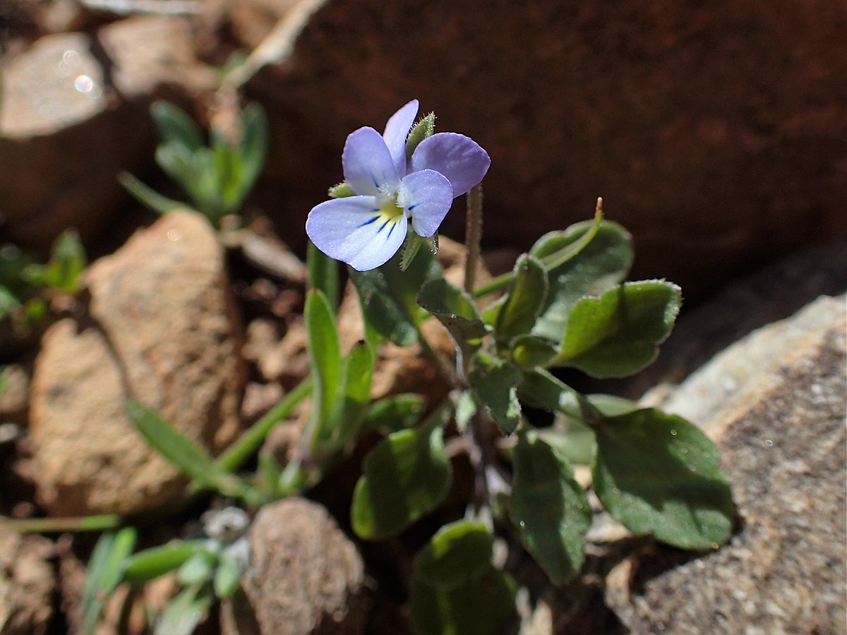 Viola rossowiana