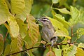 Red-eyed Vireo Viréo aux yeux rouges