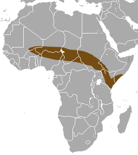 <span class="mw-page-title-main">Voi shrew</span> Species of mammal