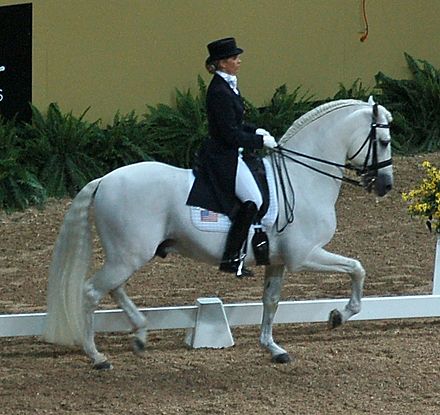 An Andalusian at the passage in a classical frame.