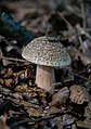 * Nomination Mushroom in Nature reserve “Sea of rocks and cliffs”, Warburg, North Rhine-Westphalia (by Tsungam --Vitavia 06:59, 15 May 2018 (UTC) * Promotion  Support Nice use of tones, although I would wish for more DoF and a righter crop --Daniel Case 02:36, 22 May 2018 (UTC)