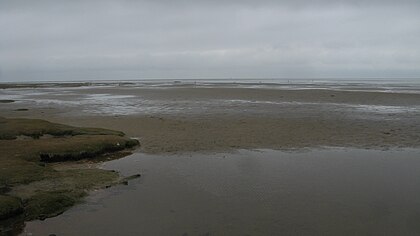 Salt marshes and Wadden Sea Westerhever salzwiesenrest.JPG