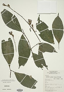 Whitfieldia preussii-NMNH-02856860.jpg