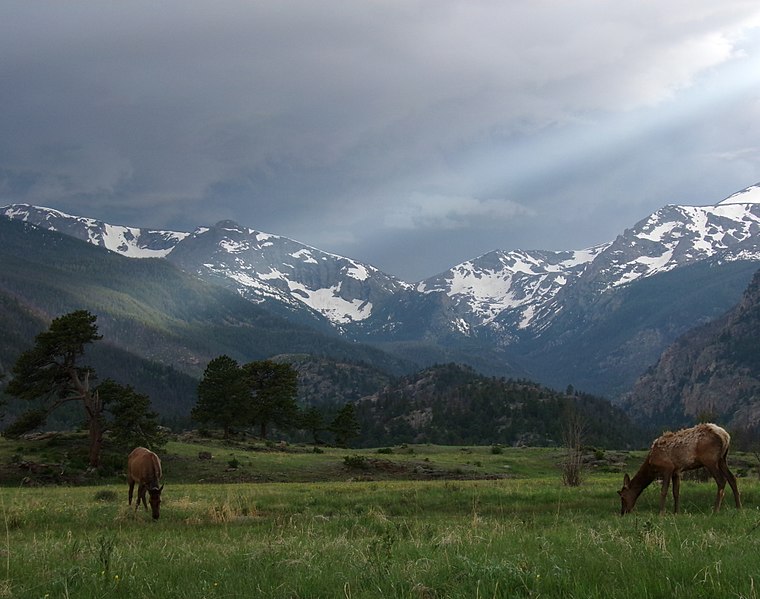 File:Wild deers in Rocky Mountain National Park, CO.jpg