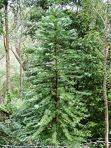 Wollemi Pine.jpg