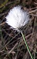 Eriophorum vaginatum