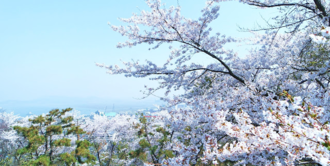 Wolmyeong Dong Park Cherry Blossom 1.png
