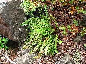 Rust-red eyelash fern (Woodsia ilvensis)