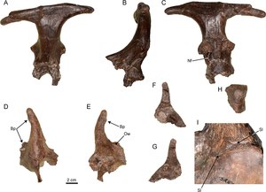 Xenokeryx, remains of the horn;  A – C: occipital horns in front, side and back view (holotype);  D – G: forehead weapons of different individuals;  H: cross section of the forehead weapon;  I: Detail of the forehead weapon