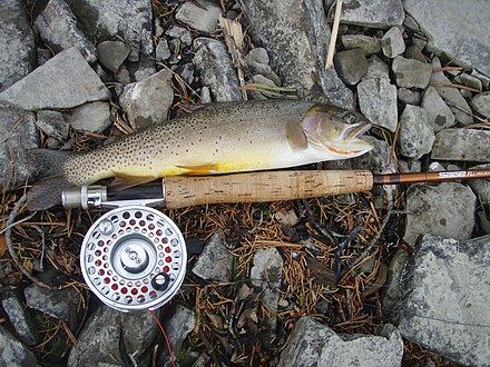 Cutthroat Trout from the Yellowstone River