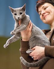 Gatinho azul russo criado