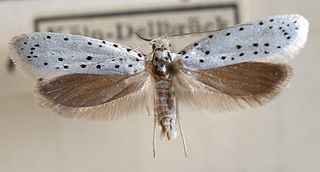 <i>Yponomeuta rorrella</i> Species of moth