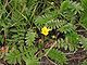 Zilverschoon plannen Potentilla anserina.jpg