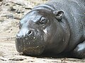 A pygmy hippopotamus resting at Louisville Zoo