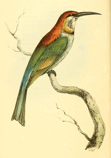 File:Zoological Illustrations Volume I Plate 8.jpg