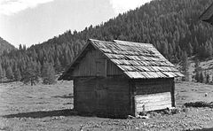 "Tamar" iz tesanih brun na Brški planini 1951.jpg
