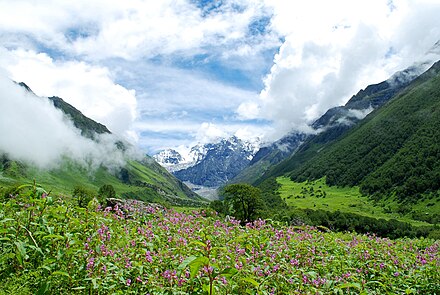 Forests in the valley of flowers, Uttarakhand