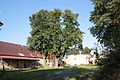 Strom v zemědělském dvoře bývalého zámku v Černousích.