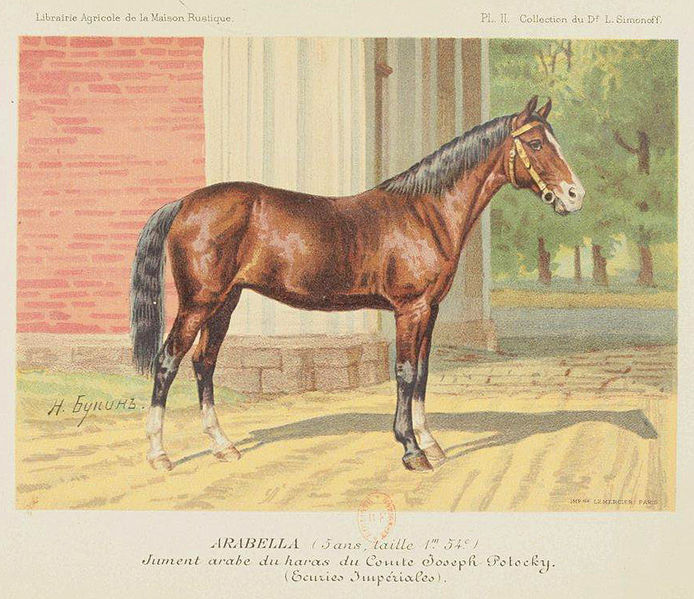 File:Арабела. Arabella.jpg