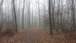 Осінь в урочищі Теремки