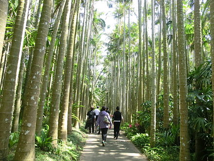 Path of Palm Trees, Southeast Botanical Gardens