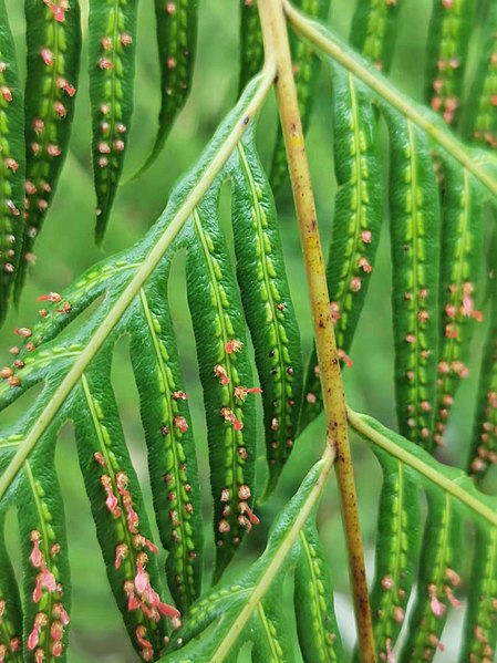 File:東方狗脊蕨 - 溪頭自然教育園區 Woodwardia orientalis - Xitou Nature Education Area, Taiwan 20220531201808 06.jpg