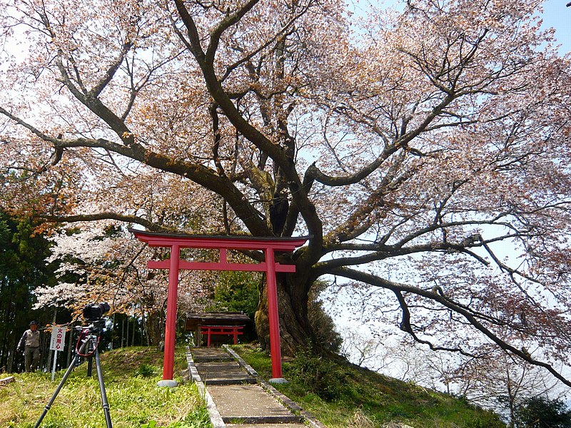 File:稲荷神社の山桜「稲荷桜」 下市町才谷 Inari-zakura, A wild cherry tree near by Inari-jinja 2011.4.21 - panoramio.jpg