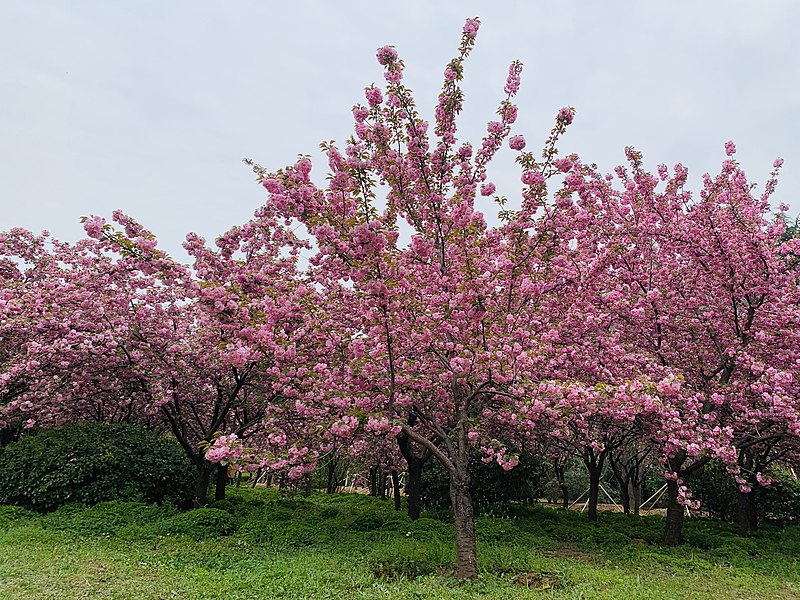 File:郑州大学校园内的樱花.jpg