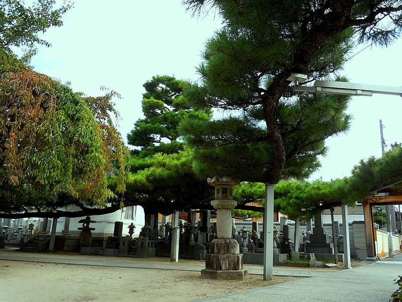 File:黒松 - panoramio.jpg