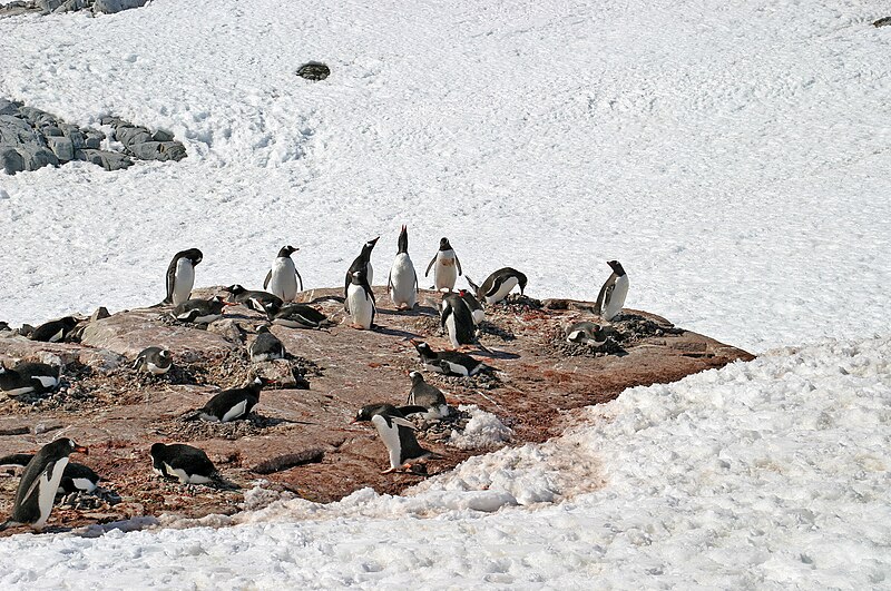 File:.00 3500 Pygoscelis papua - Antarctica.jpg