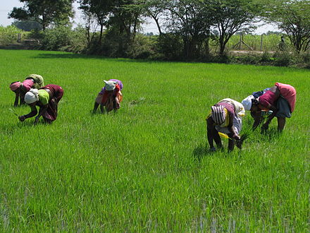 Agriculture in Kanchipuram